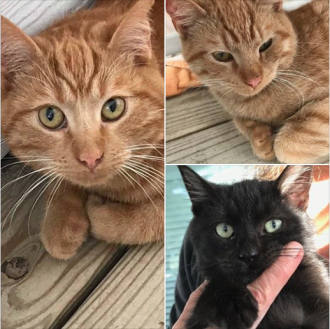 Ocracats most recent adoptees -- the orange boys moved to forever homes off the island, while the black one will stay on the island.